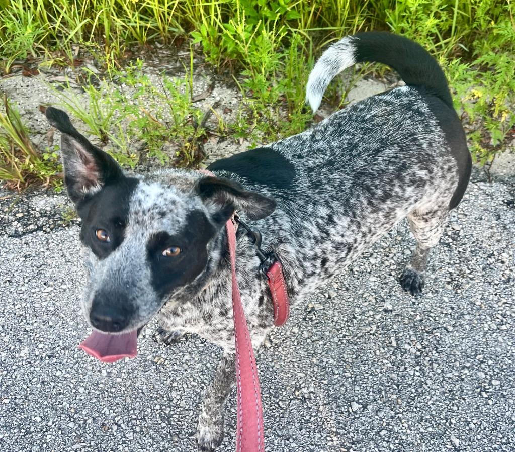 Enlarge Jolene - Mama's Turn for a Home!, a Adoptable mixed breed in Fort Myers, FL image 2/2