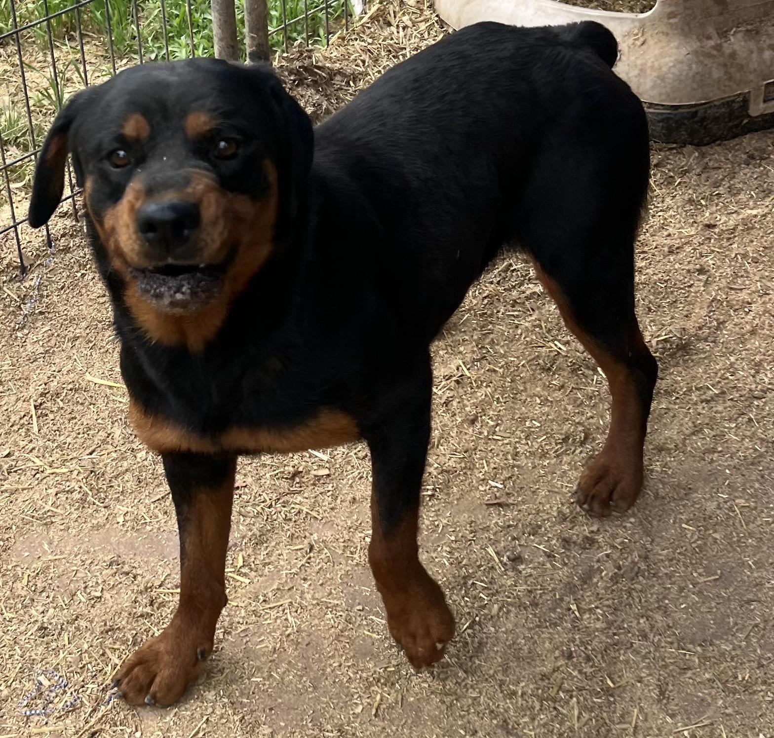 Enlarge Yara, a Adoptable Rottweiler in Canyon, TX image 3/3