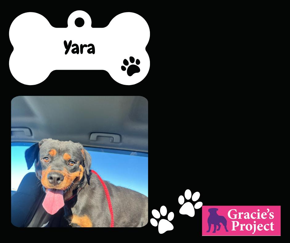 Enlarge Yara, a Adoptable Rottweiler in Canyon, TX image 2/3