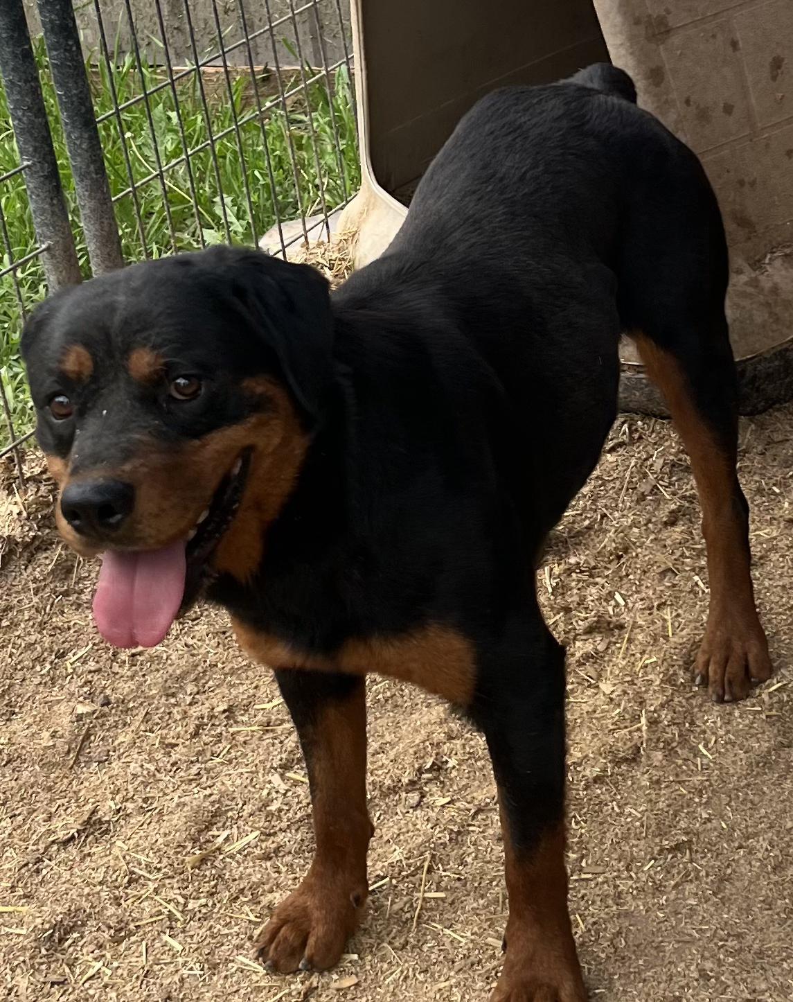 Yara, Adoptable, Adult Female Rottweiler.