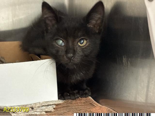 RUMI, Adoptable, Kitten Male Domestic Short Hair.