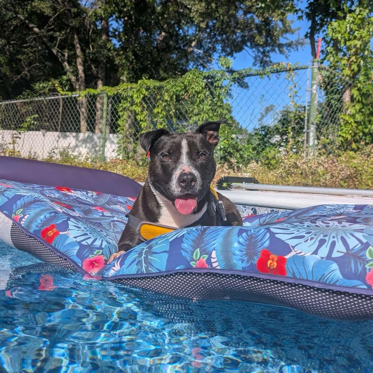 Noah - in foster home, an adoptable Mixed Breed in Myrtle Beach, SC, 29577 | Photo Image 1