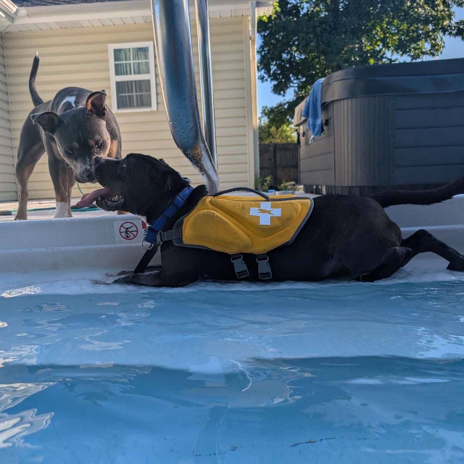 Noah - in foster home, an adoptable Mixed Breed in Myrtle Beach, SC, 29577 | Photo Image 3