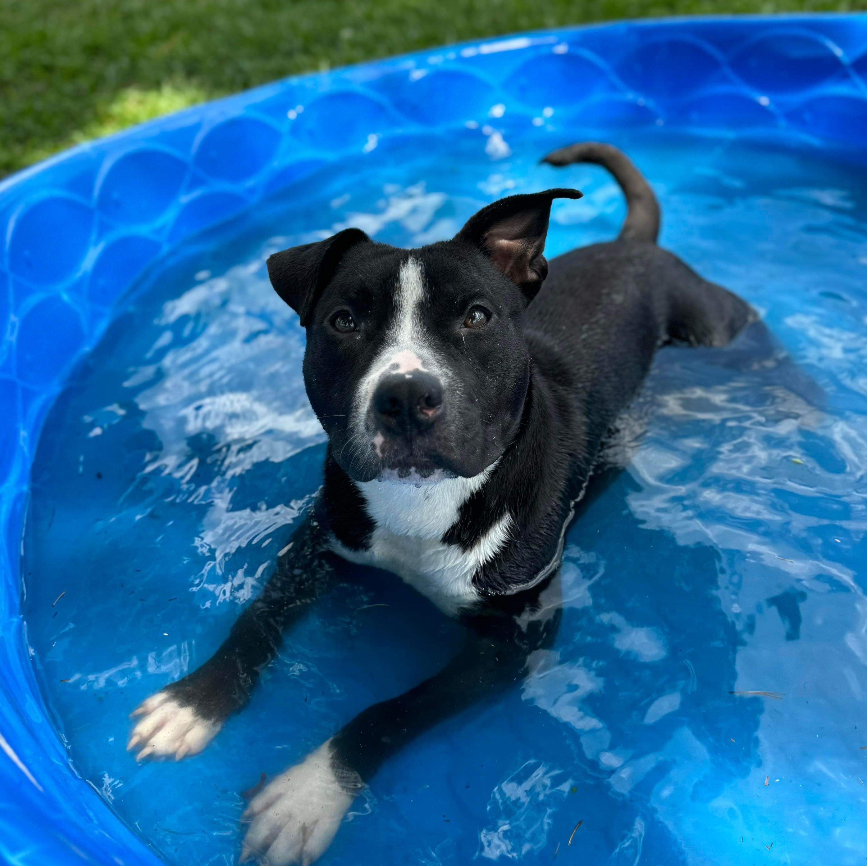 Noah - in foster home, an adoptable Mixed Breed in Myrtle Beach, SC, 29577 | Photo Image 2
