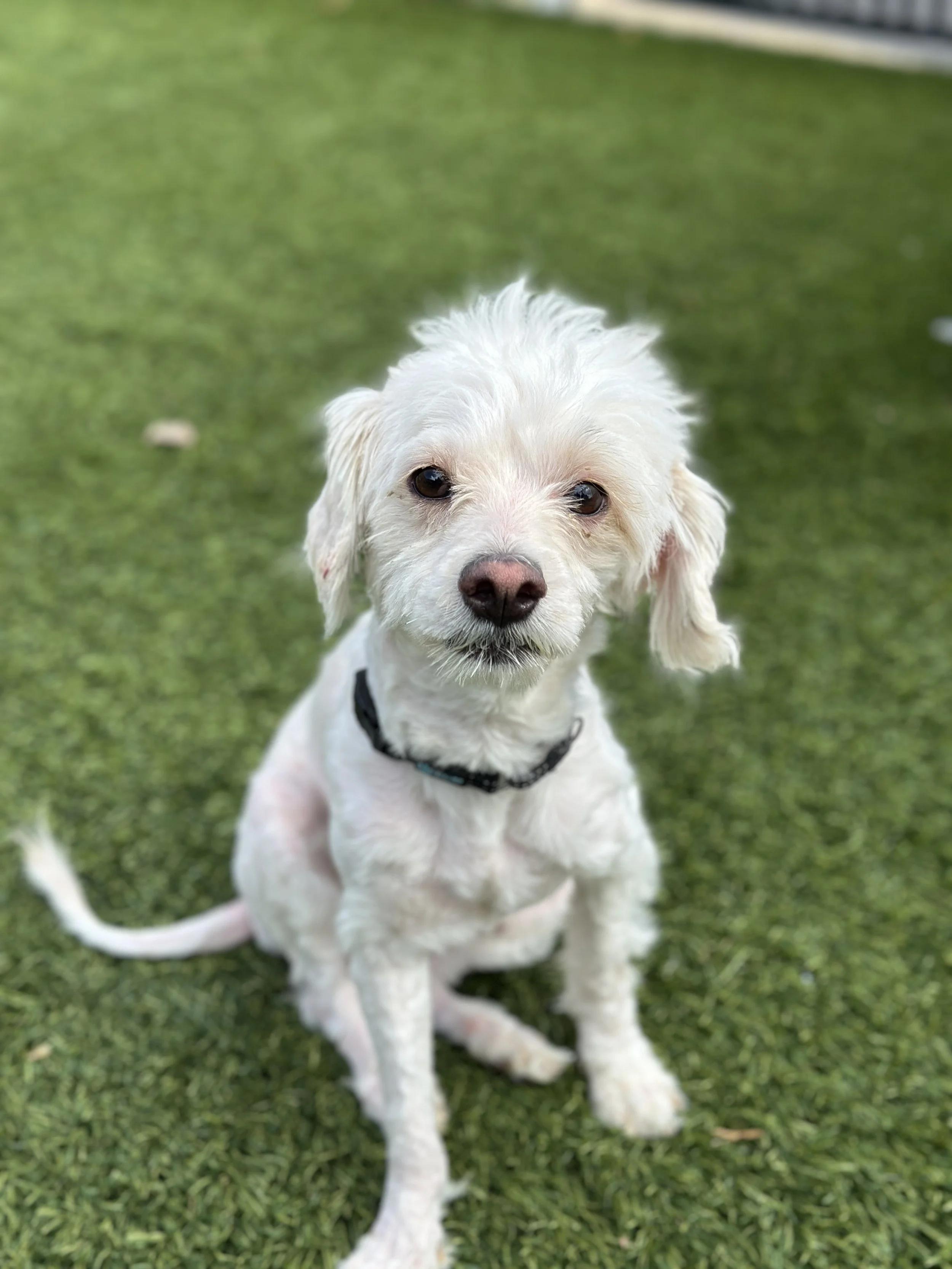 EENJI, adopted, Young Male Maltese.