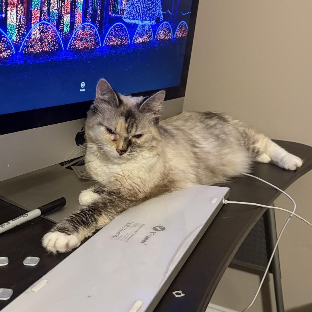 Enlarge Loki, a Adoptable Domestic Short Hair in Snow Hill, NC image 1/1