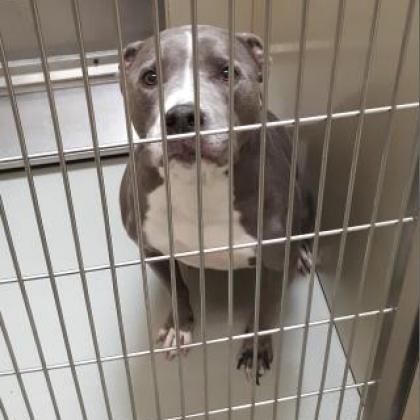 Odin — thumbnail 2