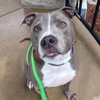 Odin — thumbnail 5