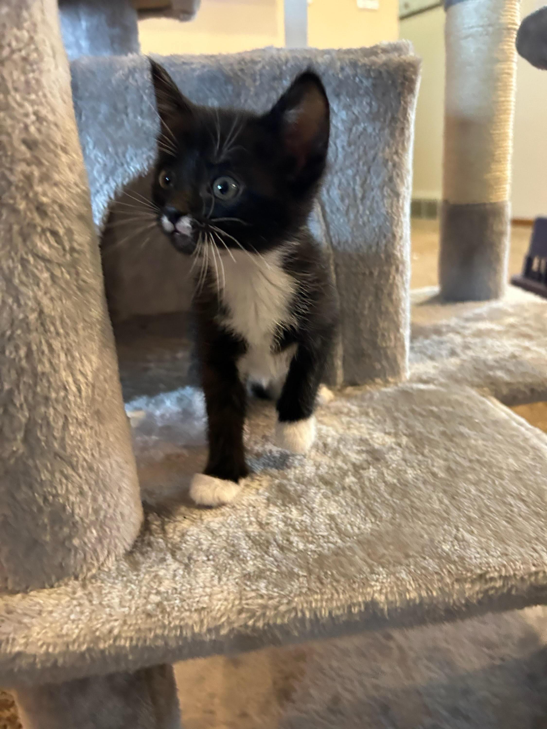 Violet - RESERVED - NOT AVAILABLE