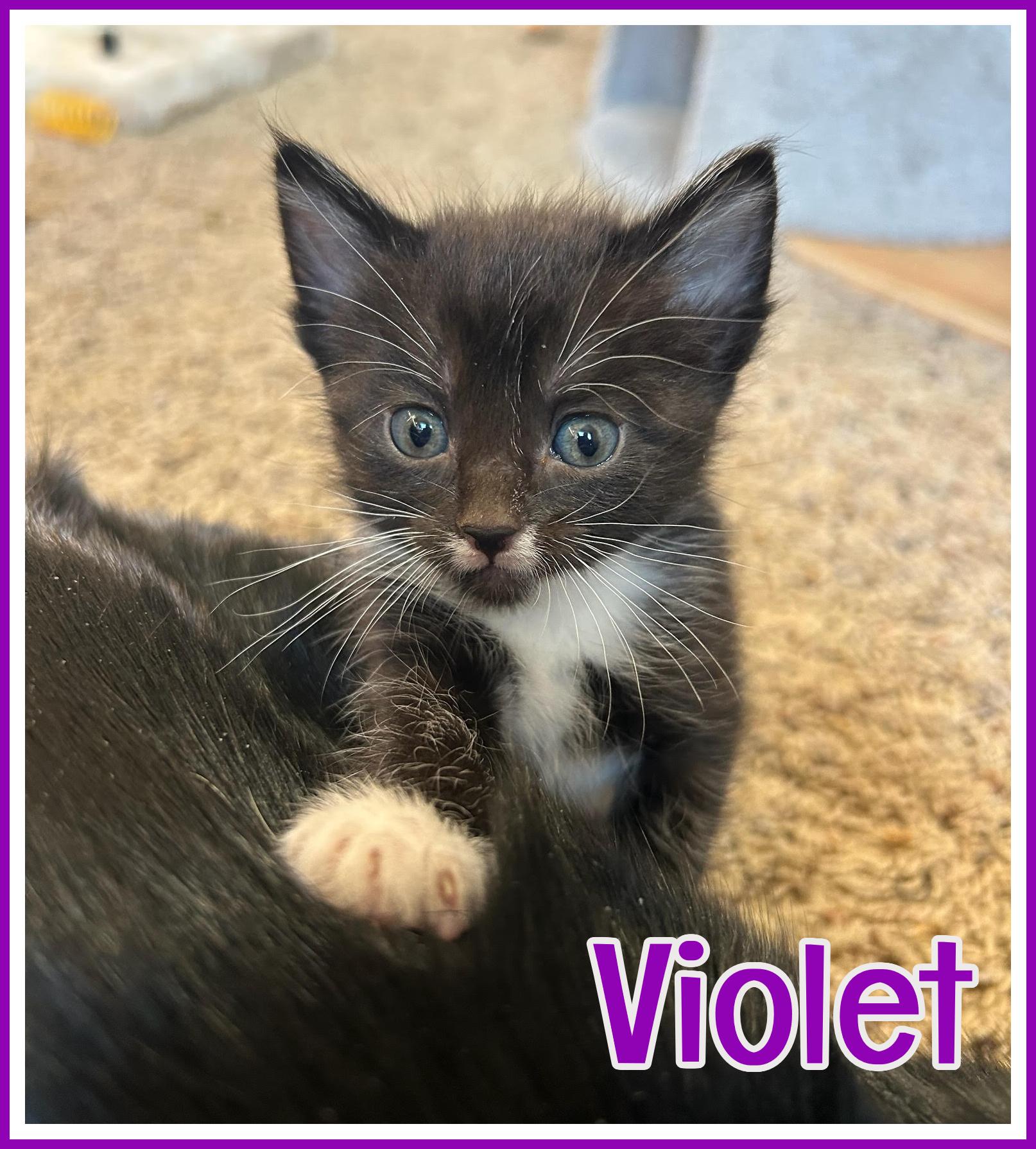 Violet - RESERVED - NOT AVAILABLE