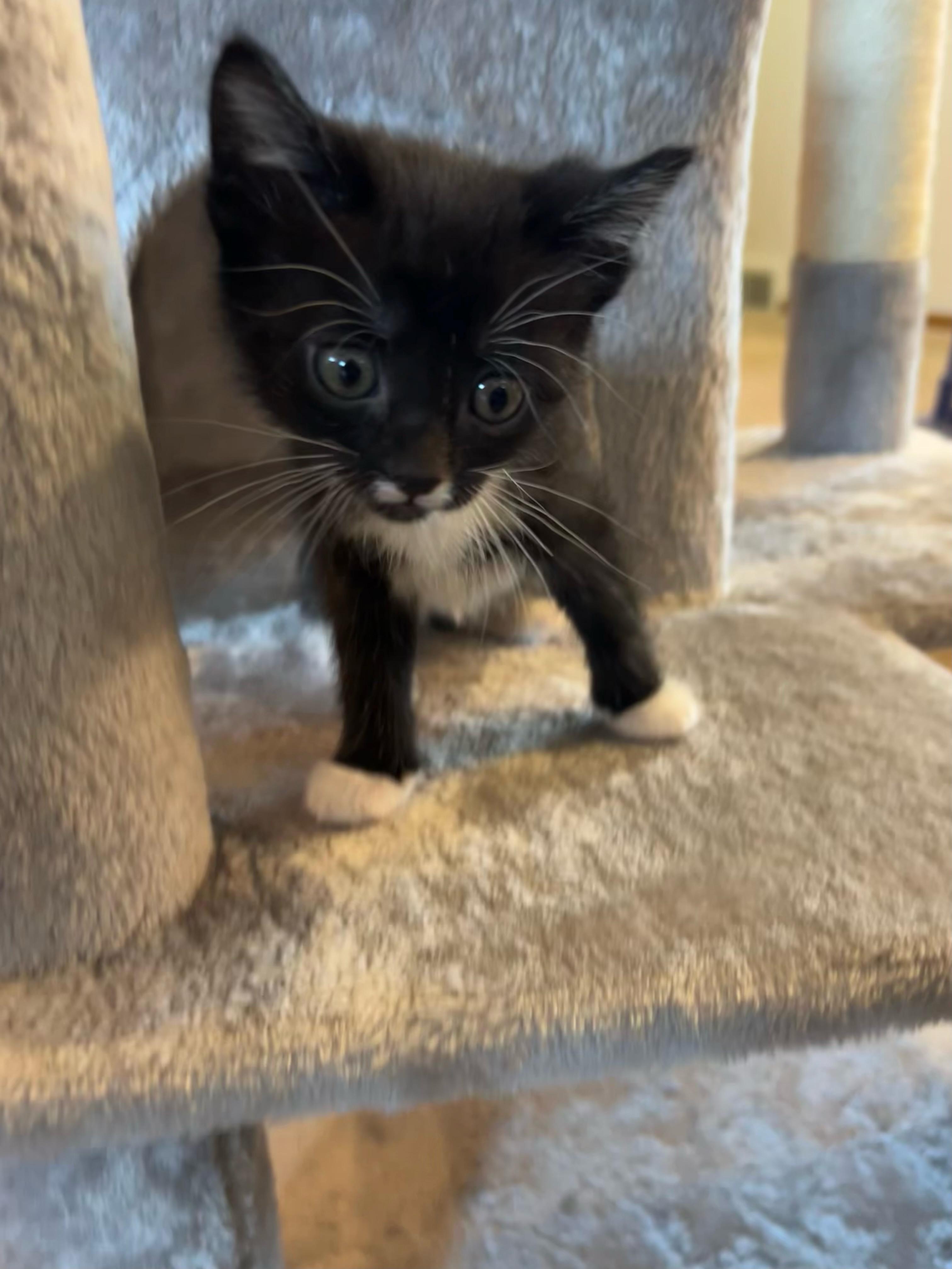 Violet - RESERVED - NOT AVAILABLE