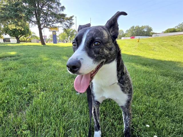 Enlarge OWLETTE, a Adoptable mixed breed in Omaha, NE image 1/1
