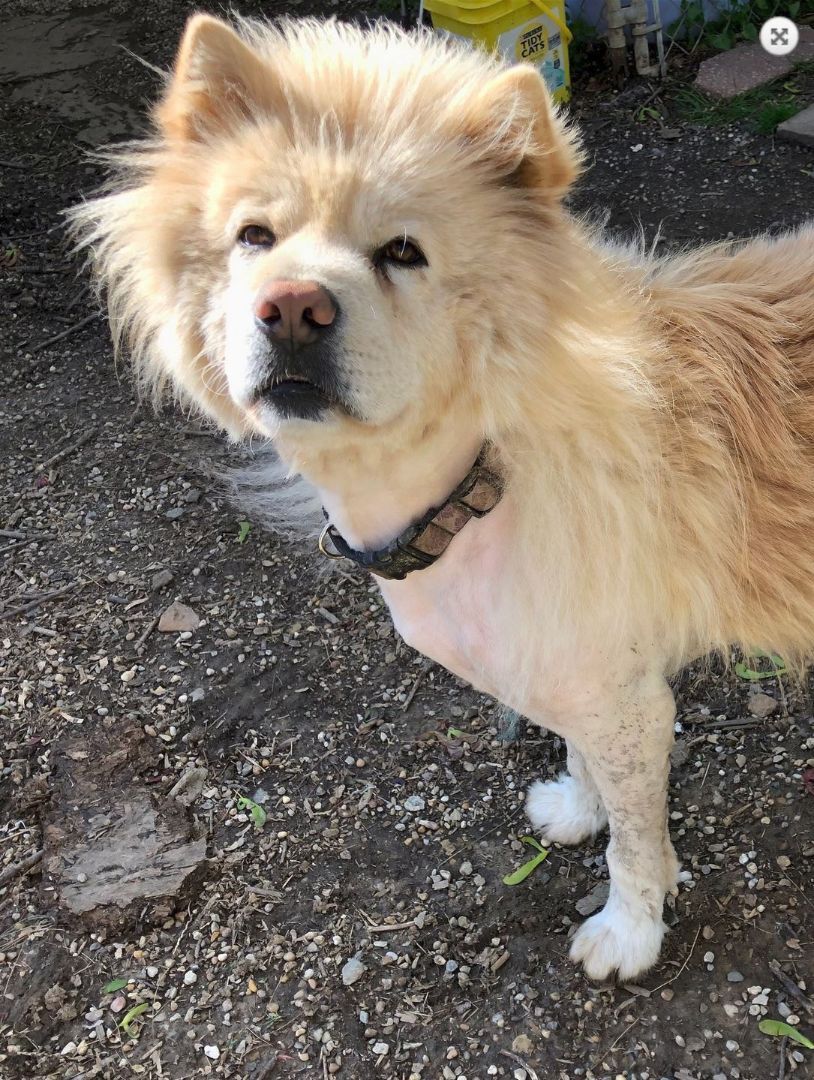 Tyron, Adoptable, Adult Male Chow Chow.