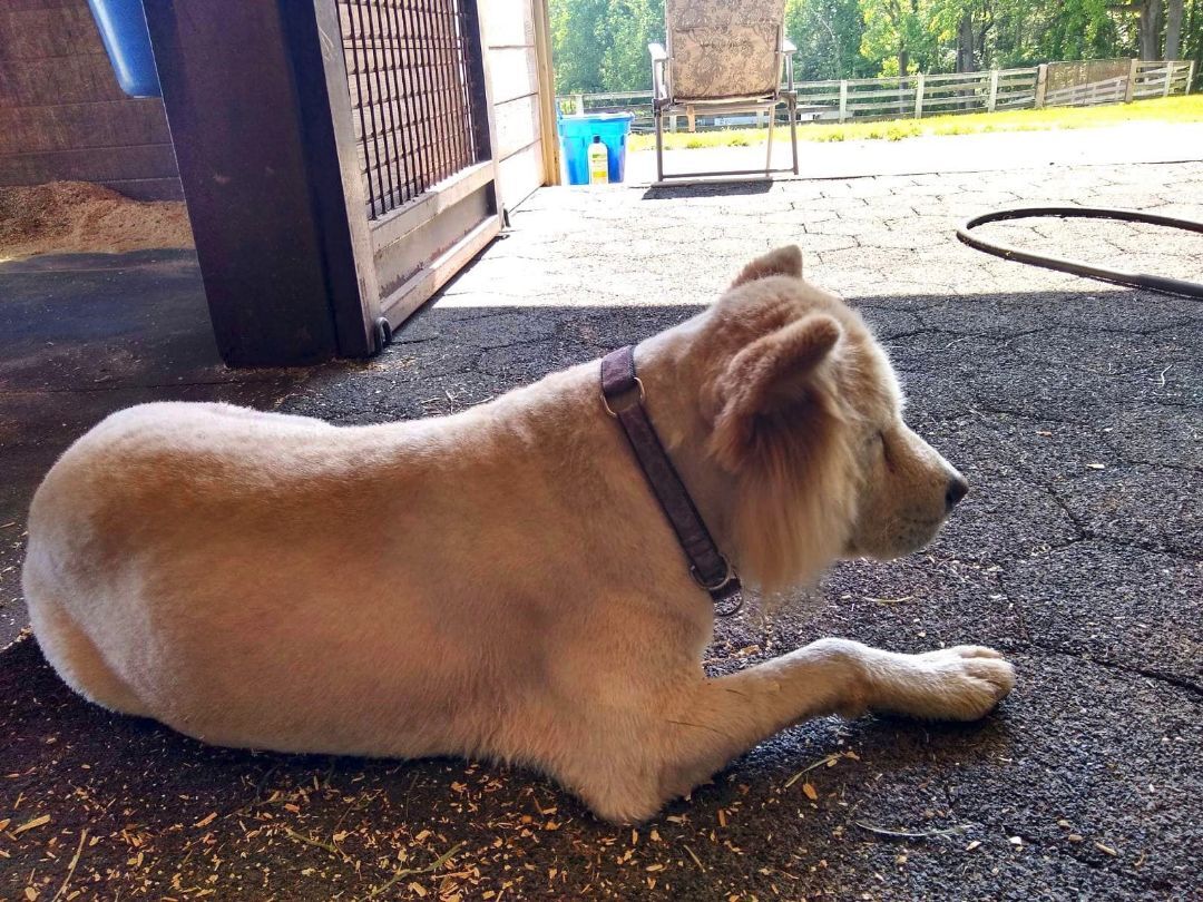 Enlarge Tyron, a Adoptable Chow Chow in Landenberg, PA image 4/6