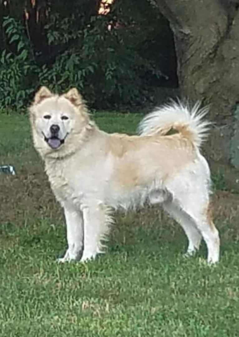 Enlarge Tyron, a Adoptable Chow Chow in Landenberg, PA image 2/6
