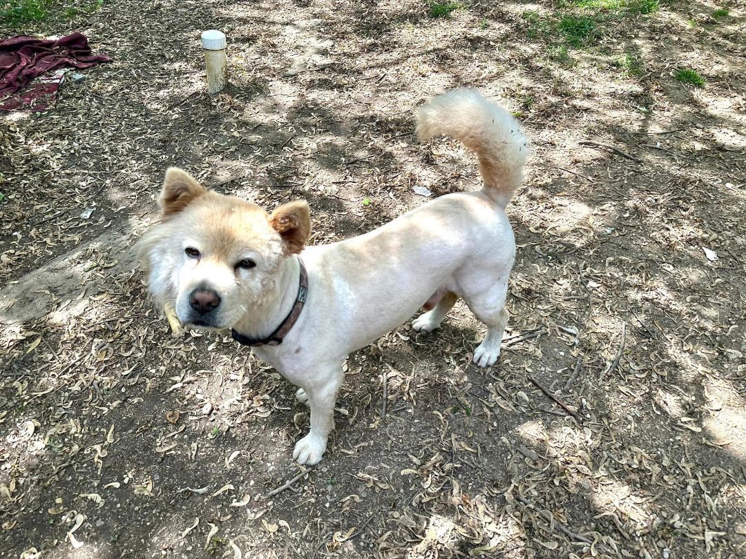 Enlarge Tyron, a Adoptable Chow Chow in Landenberg, PA image 5/6