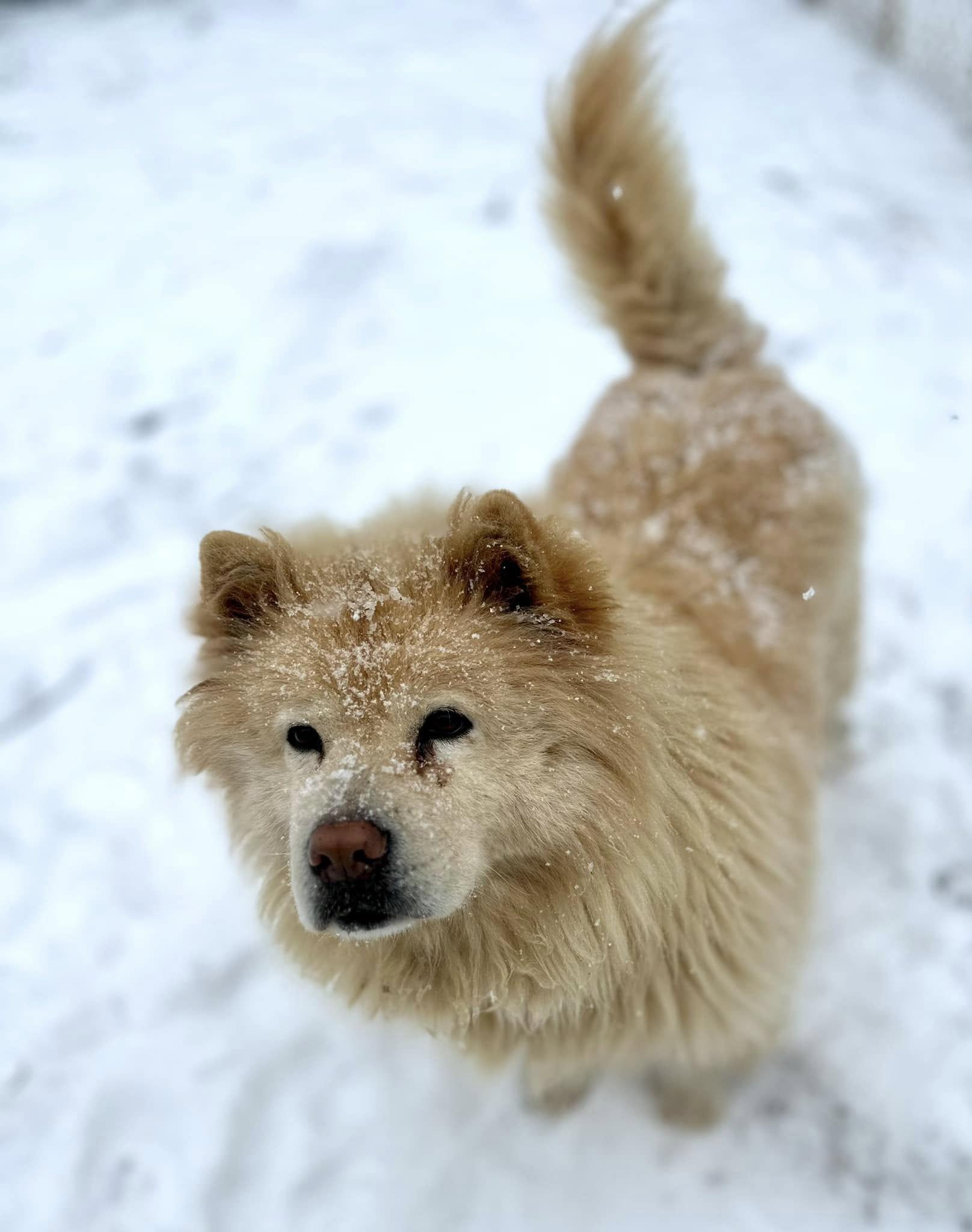 Enlarge Tyron, a Adoptable Chow Chow in Landenberg, PA image 3/6