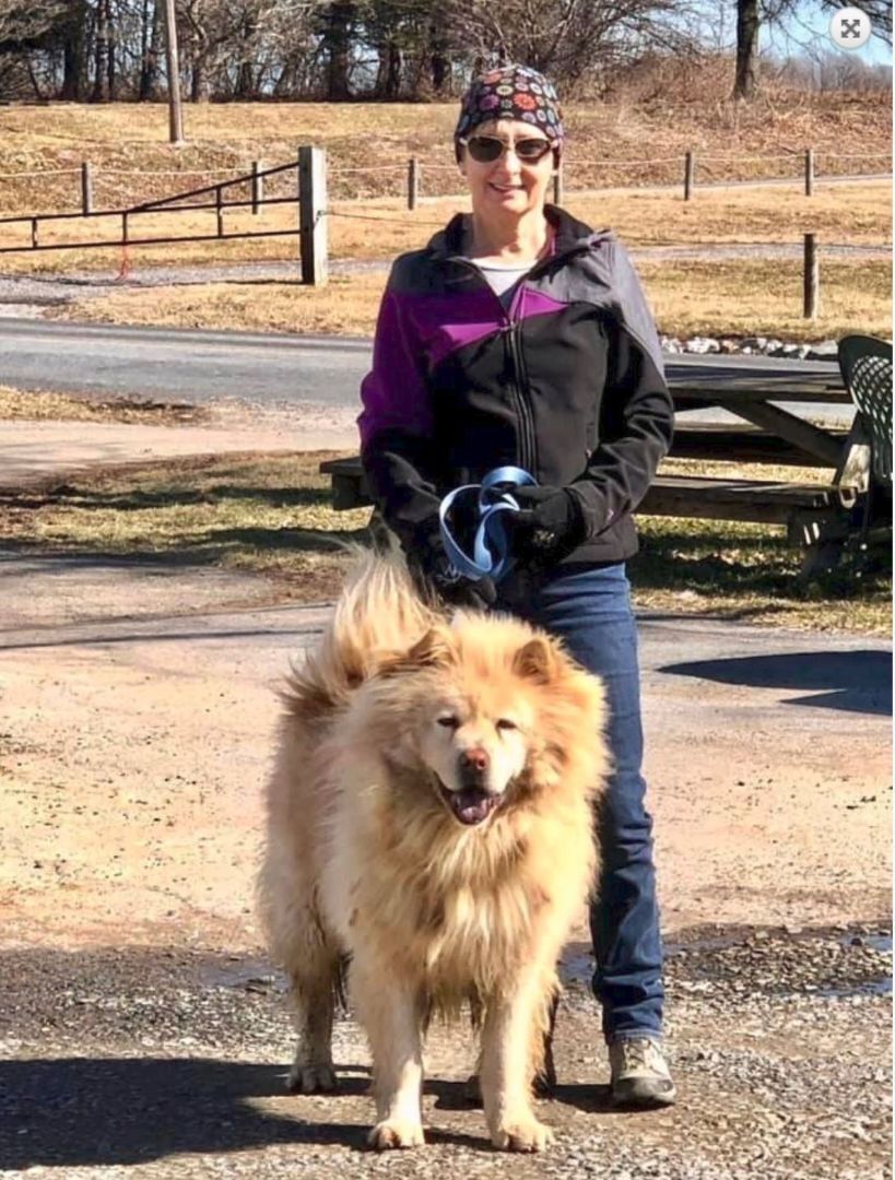 Enlarge Tyron, a Adoptable Chow Chow in Landenberg, PA image 6/6