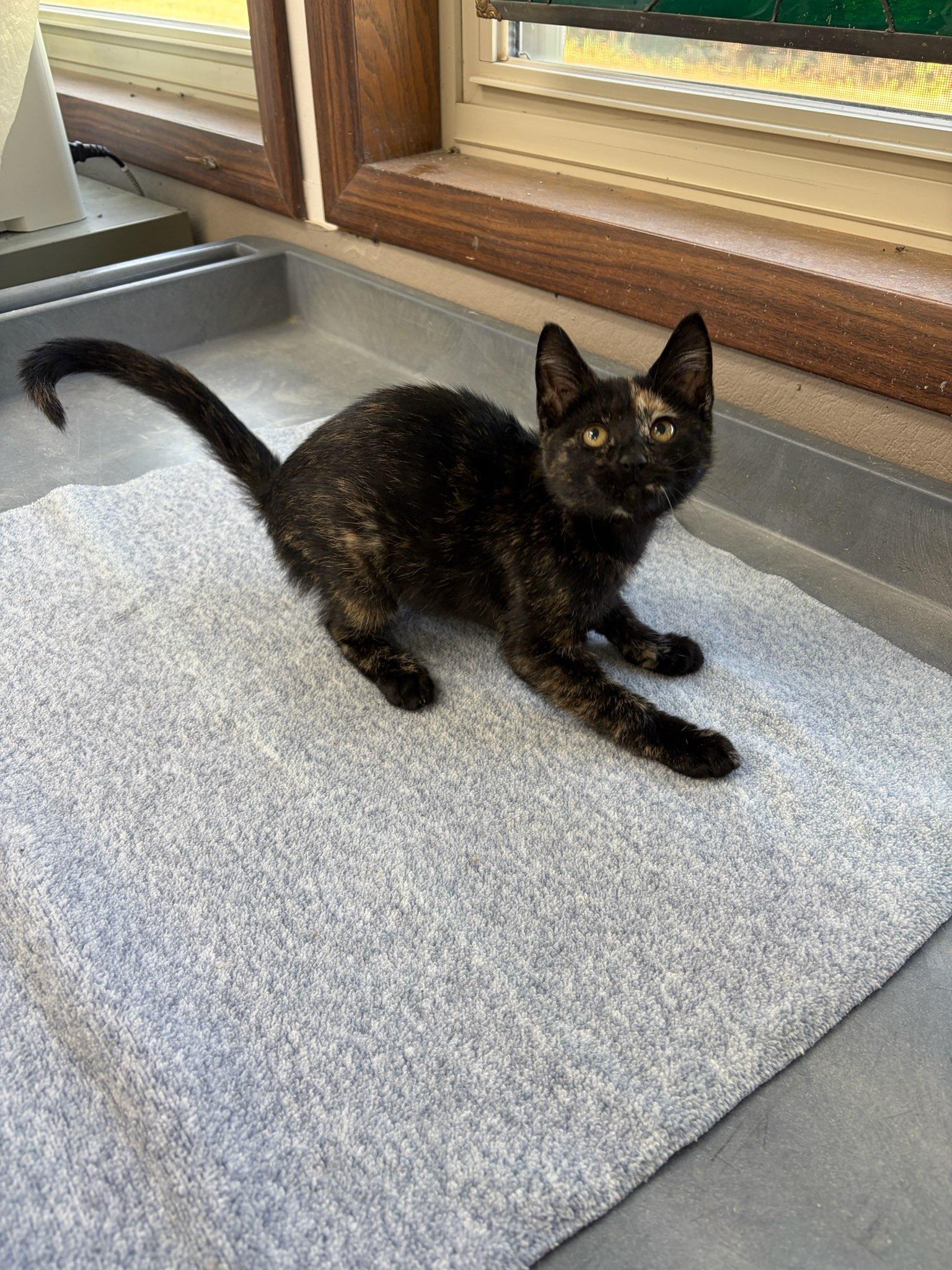 R.C., adopted, Kitten Female Domestic Short Hair.