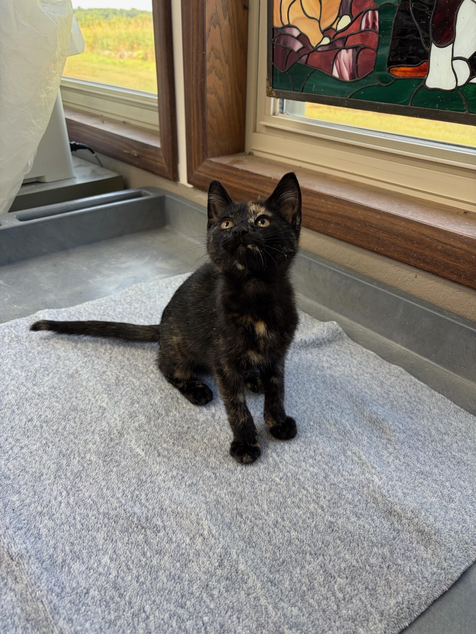 R.C., an adopted Domestic Short Hair in Neillsville, WI image 2/5