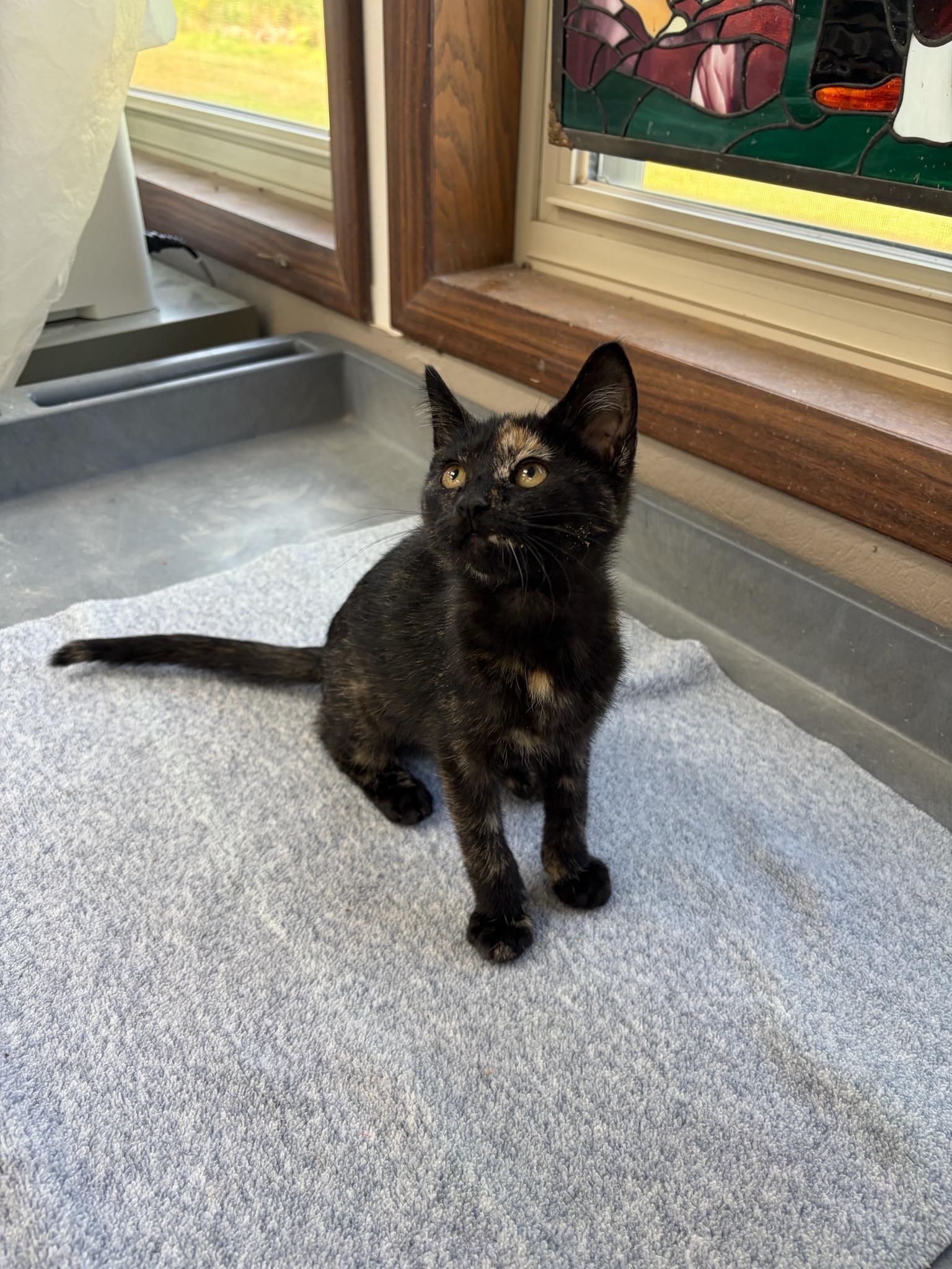 R.C., an adopted Domestic Short Hair in Neillsville, WI image 4/5