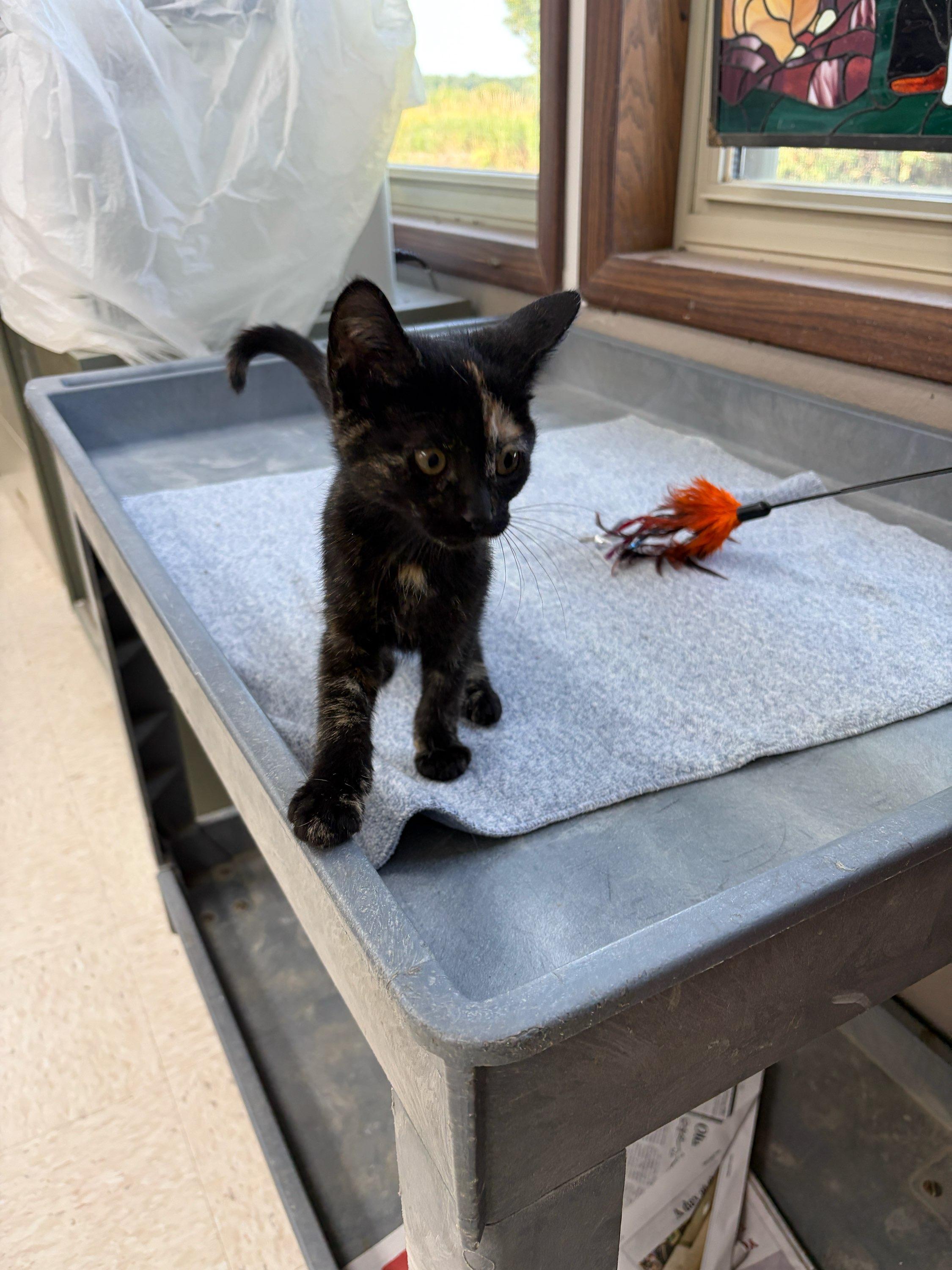 R.C., an adopted Domestic Short Hair in Neillsville, WI image 5/5