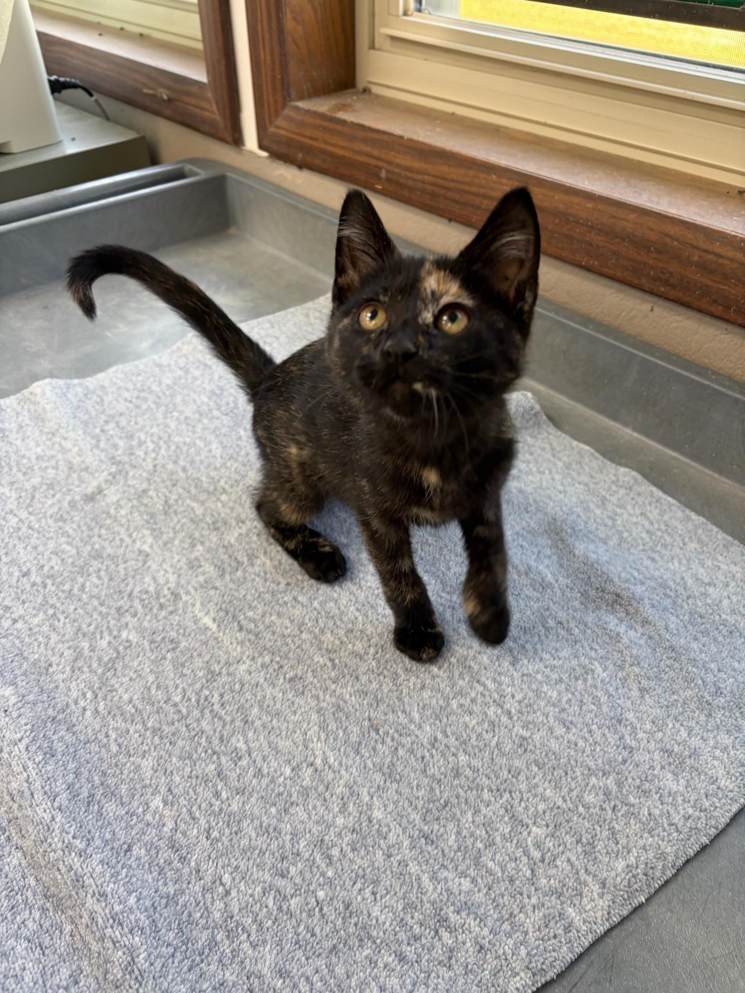 R.C., an adopted Domestic Short Hair in Neillsville, WI image 3/5