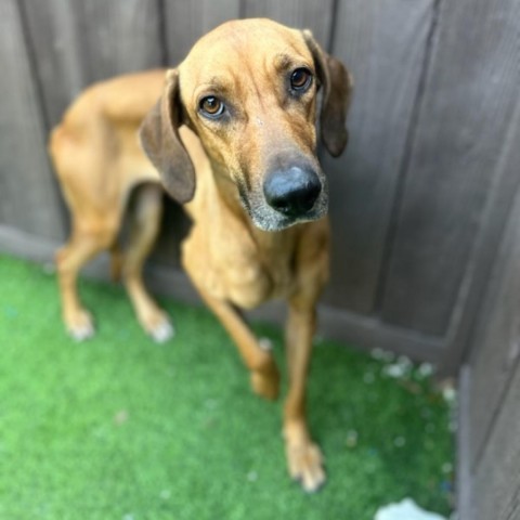 Misty, Adult Female Hound
