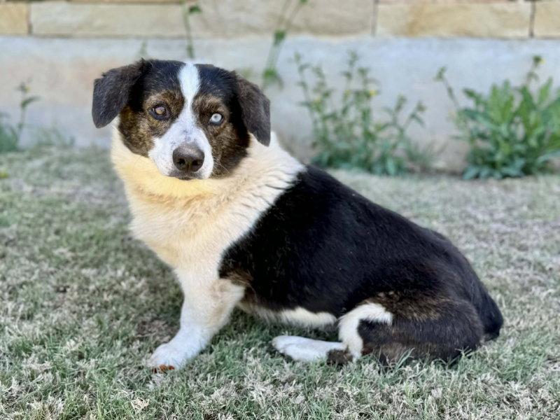 Bruno, Adoptable, Adult Male Corgi.