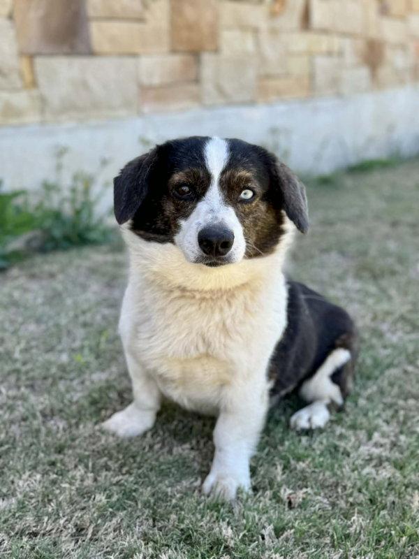 Enlarge Bruno, a Adoptable Corgi in Helotes, TX image 2/3