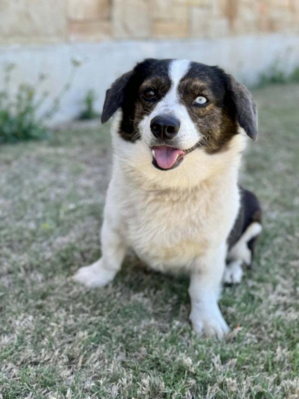 Enlarge Bruno, a Adoptable Corgi in Helotes, TX image 3/3