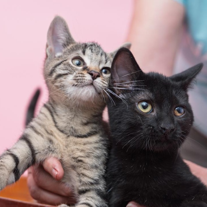 Stewart and Maisey BROTHER/SISTER DUO, ADOPTABLE, Kitten Male Tabby & Domestic Medium Hair.