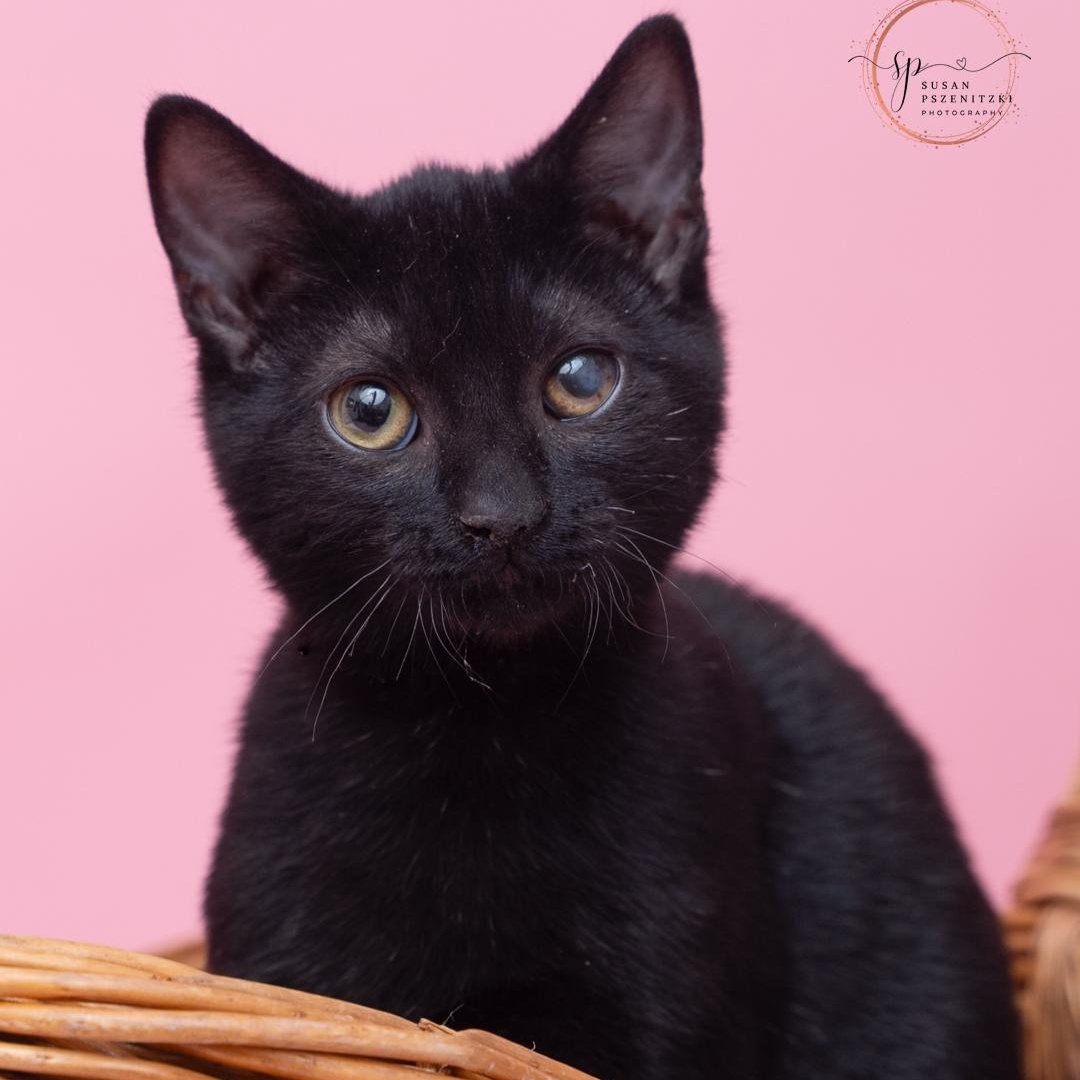 Stewart and Maisey BROTHER/SISTER DUO, a ADOPTABLE mixed breed in Bethel, CT image 3/5
