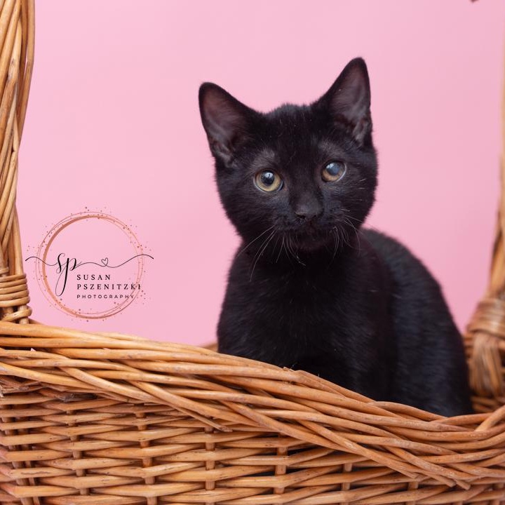 Stewart and Maisey BROTHER/SISTER DUO, a ADOPTABLE mixed breed in Bethel, CT image 5/5
