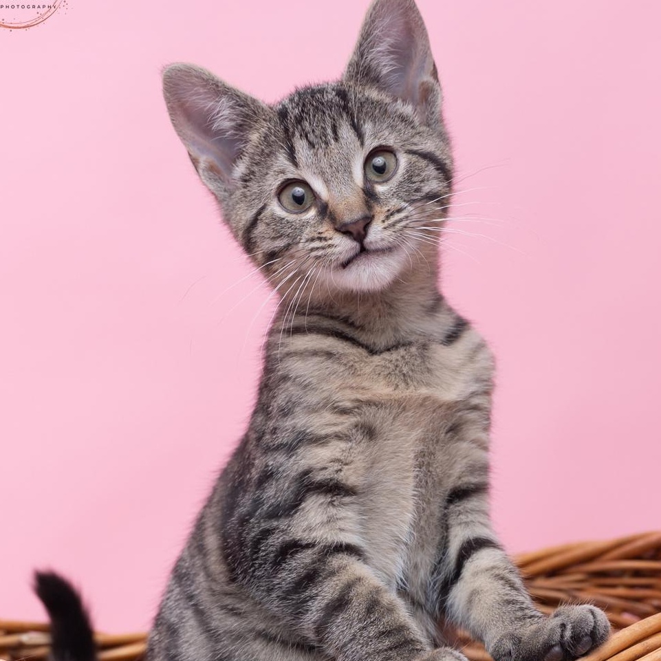 Stewart and Maisey BROTHER/SISTER DUO, a ADOPTABLE mixed breed in Bethel, CT image 2/5