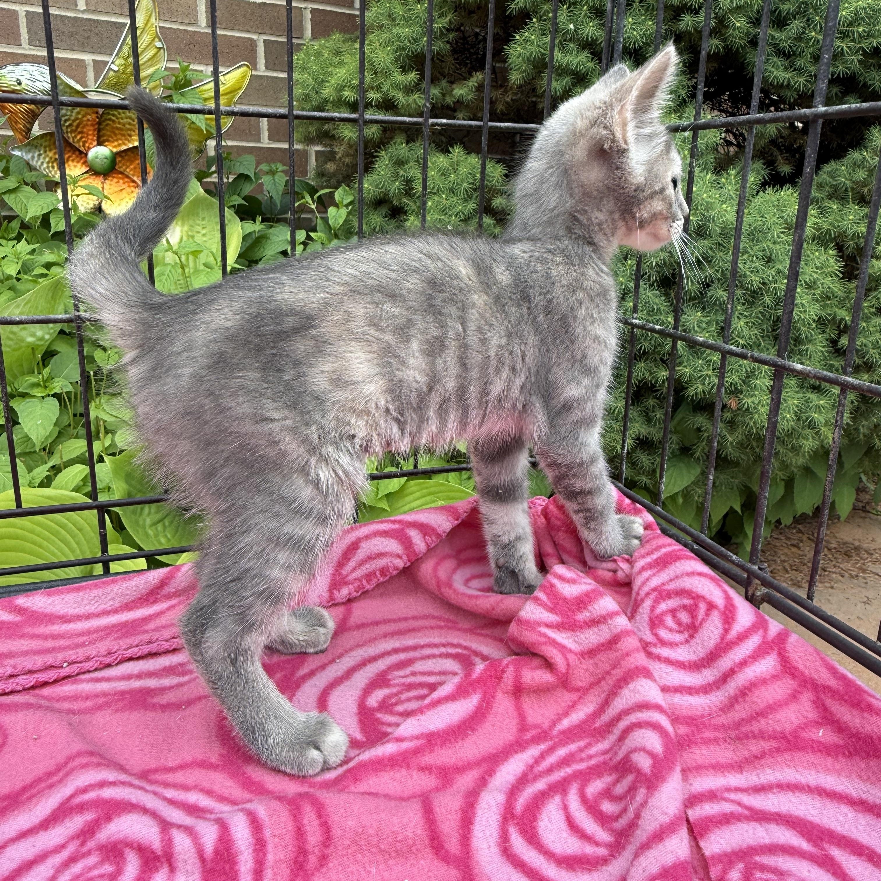 Iris, a Adoptable Domestic Short Hair in Atwater, OH image 3/4