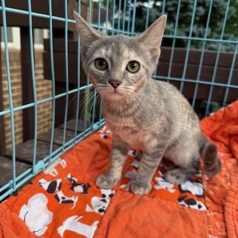 Iris, a Adoptable Domestic Short Hair in Atwater, OH image 2/4