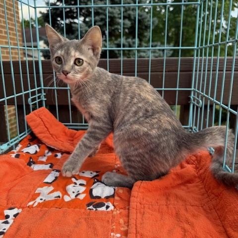 Iris, Adoptable, Kitten Female Domestic Short Hair.