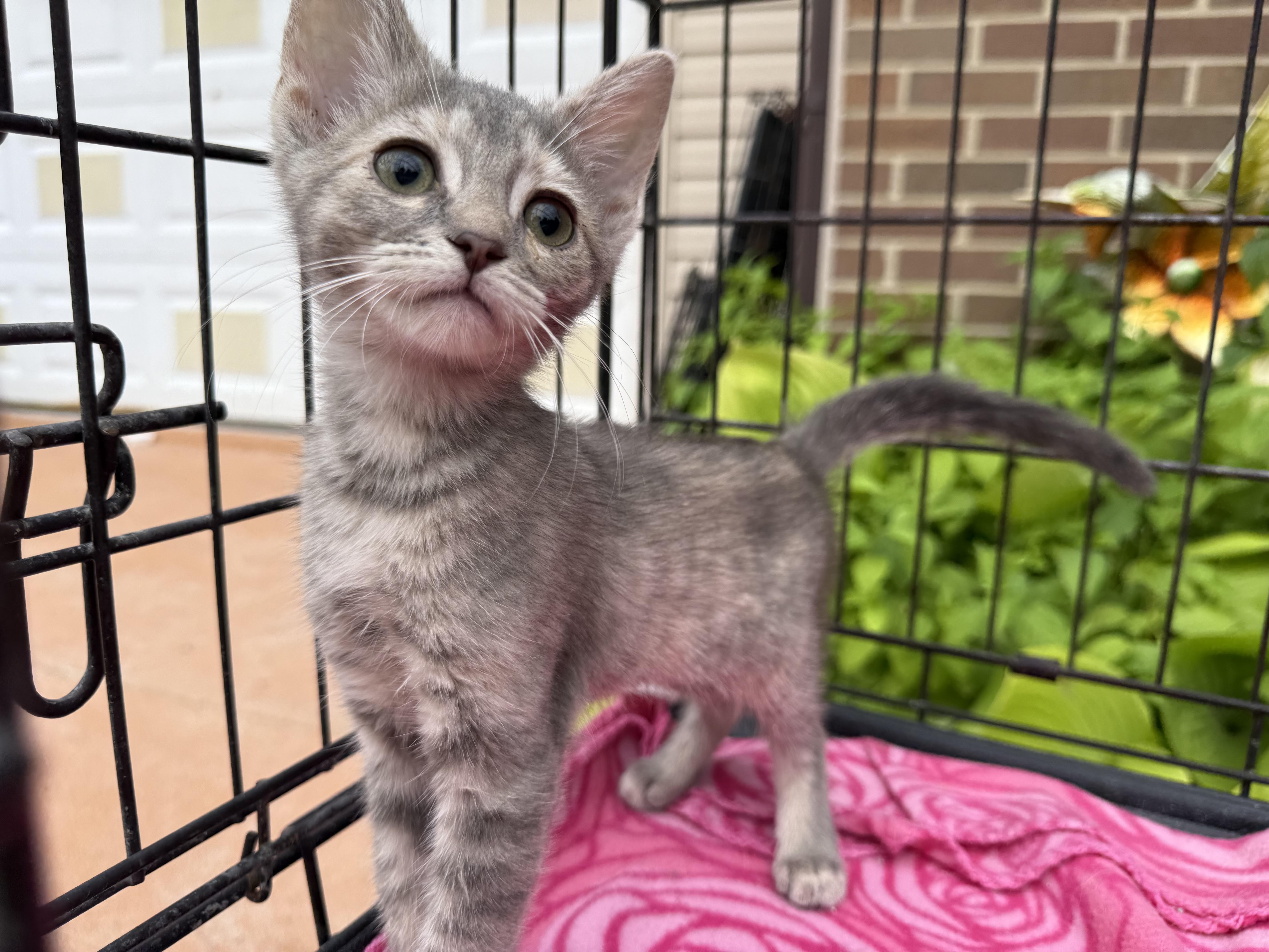 Iris, a Adoptable Domestic Short Hair in Atwater, OH image 4/4