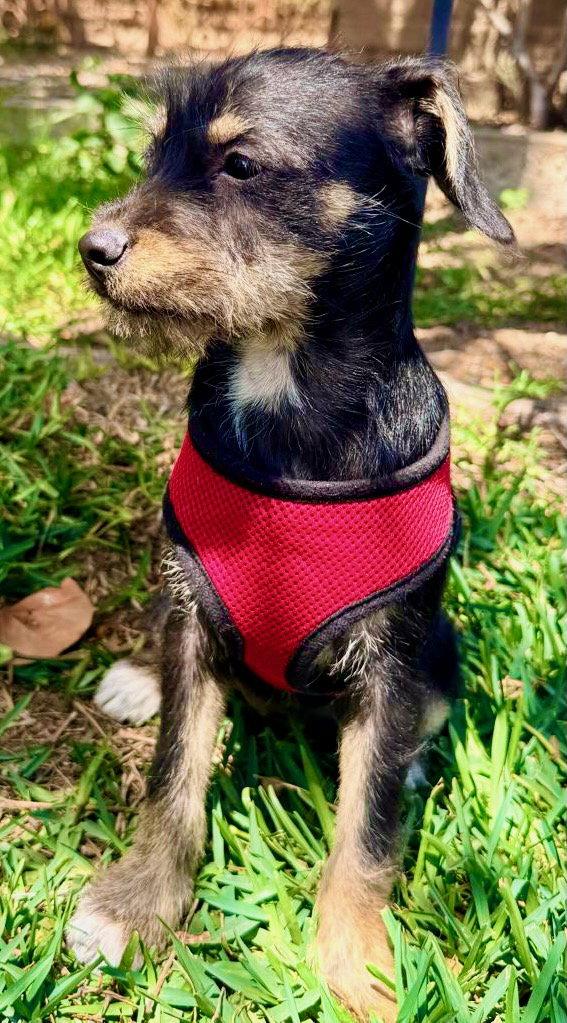 Melly, a Adoptable mixed breed in San Diego, CA image 1/2