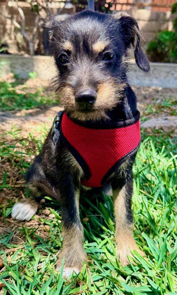 Melly, a Adoptable mixed breed in San Diego, CA image 2/2