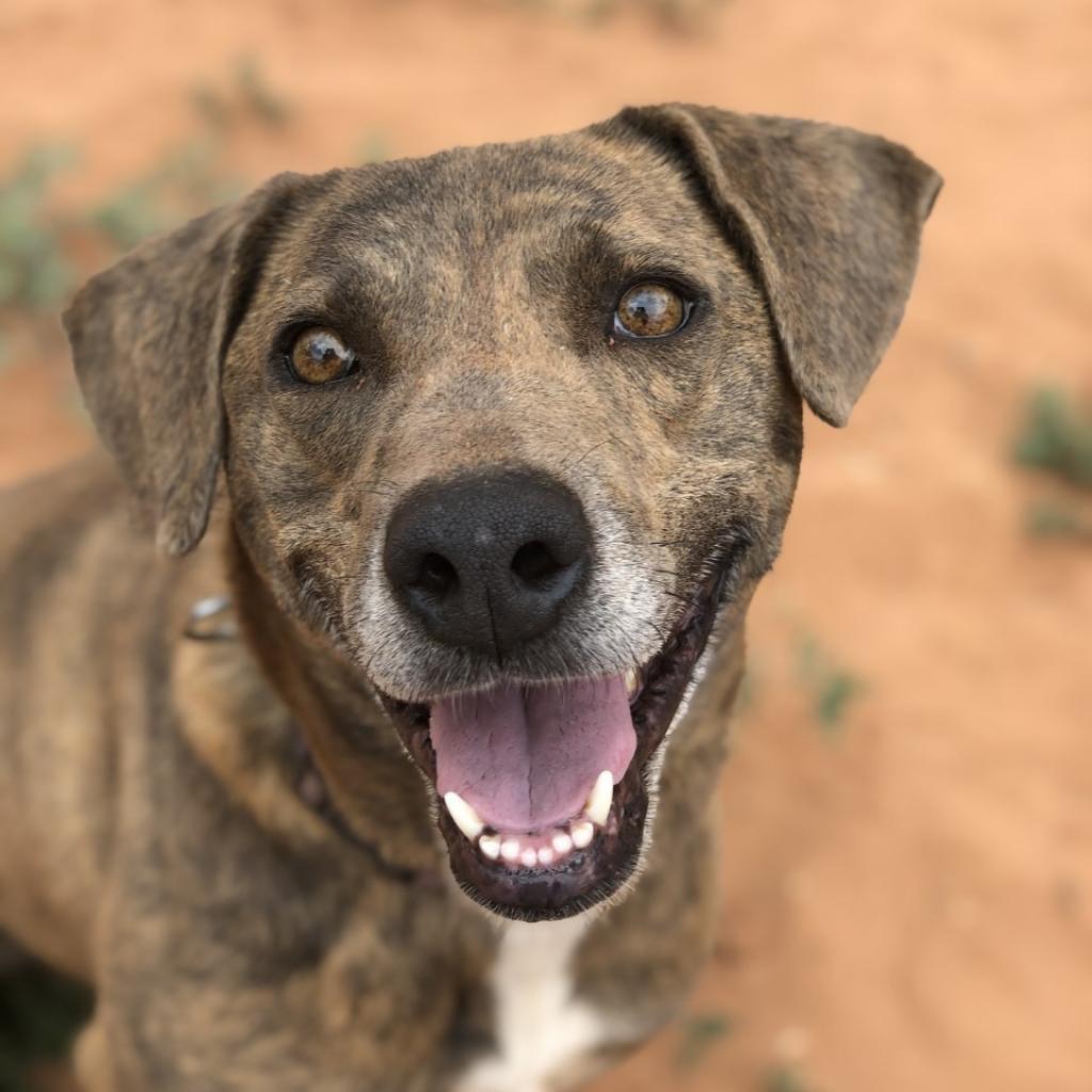 Enlarge Cordelia, a Adoptable Plott Hound in Kanab, UT image 1/6