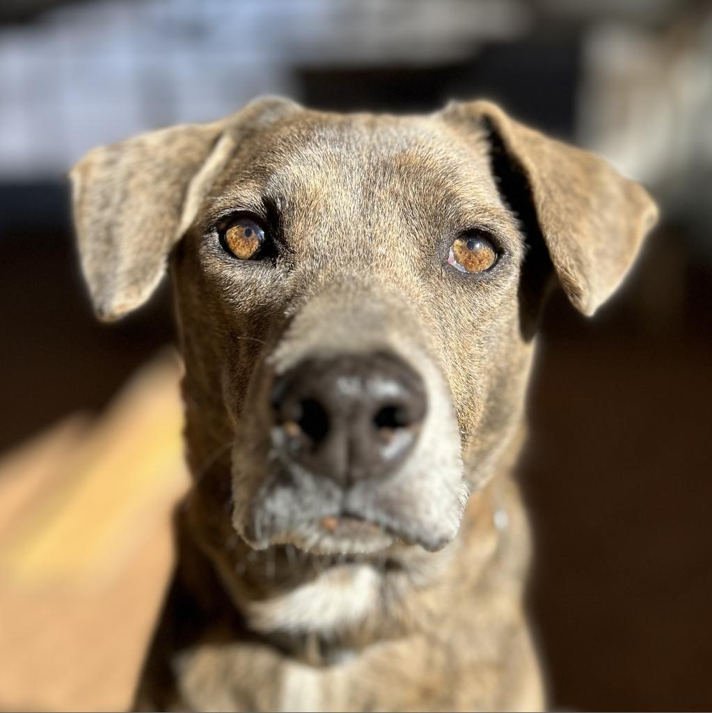 Enlarge Cordelia, a Adoptable Plott Hound in Kanab, UT image 2/6