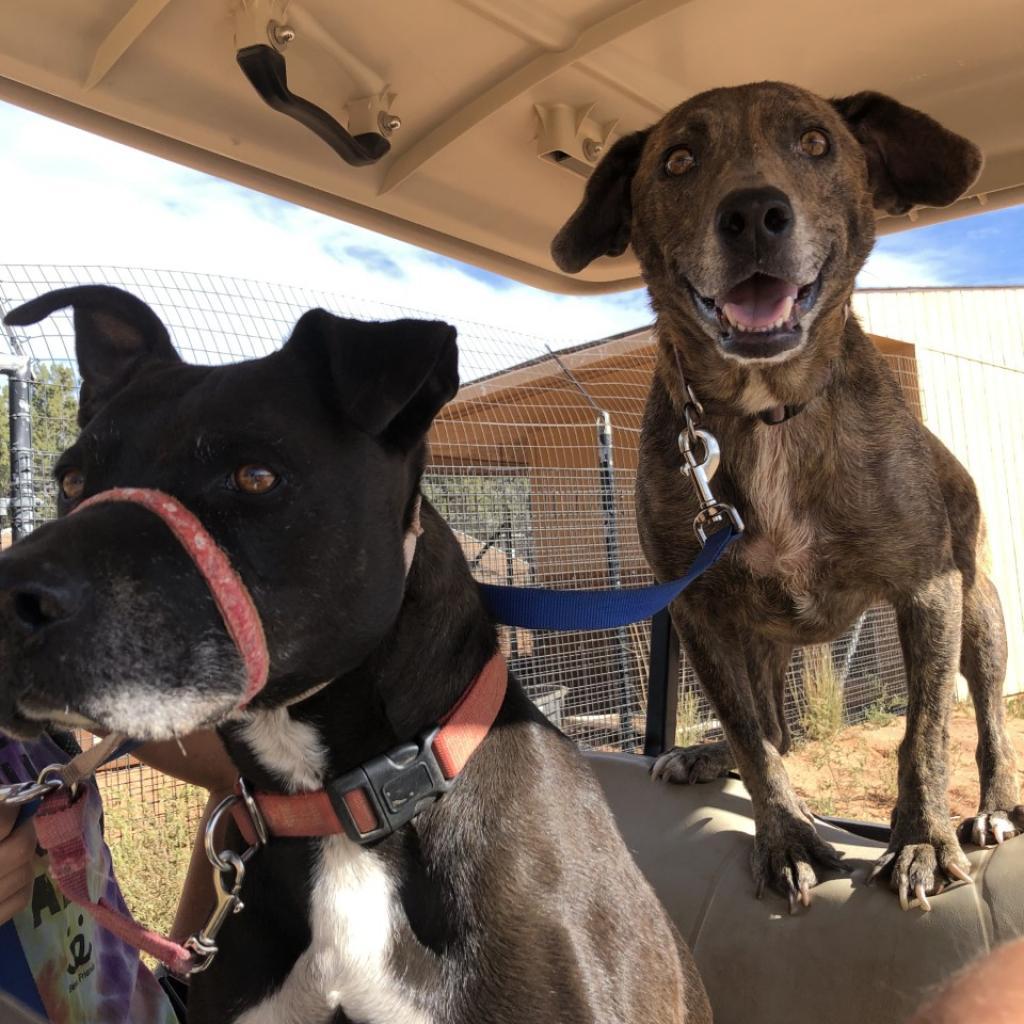 Enlarge Cordelia, a Adoptable Plott Hound in Kanab, UT image 3/6