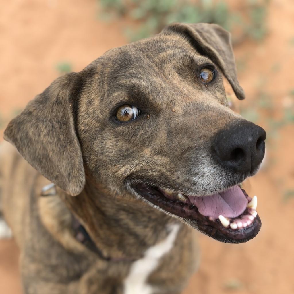 Enlarge Cordelia, a Adoptable Plott Hound in Kanab, UT image 4/6