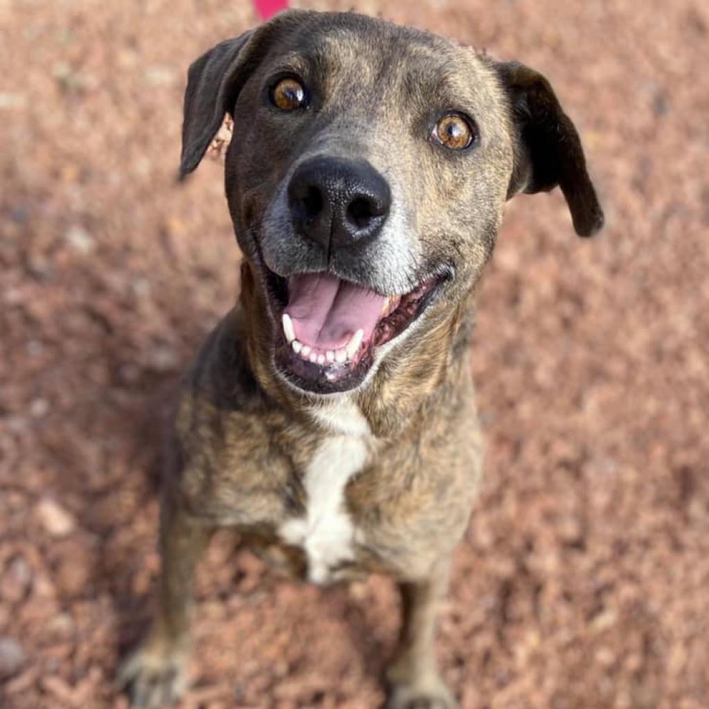 Enlarge Cordelia, a Adoptable Plott Hound in Kanab, UT image 5/6