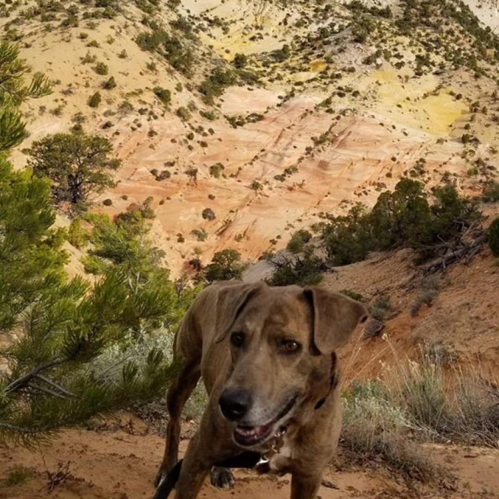 Enlarge Cordelia, a Adoptable Plott Hound in Kanab, UT image 6/6