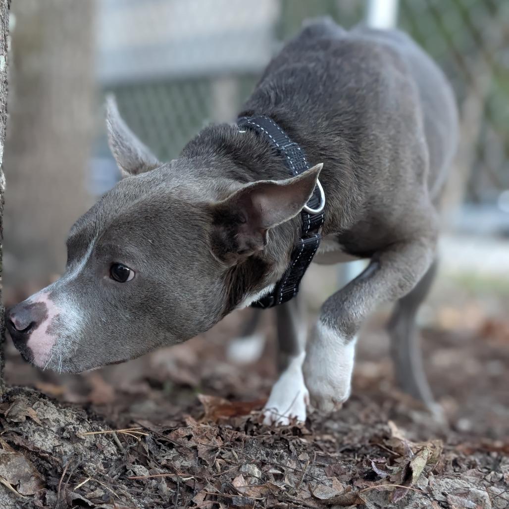 Seanson 28271, Adoptable, Young Male Pit Bull Terrier & Mixed Breed.