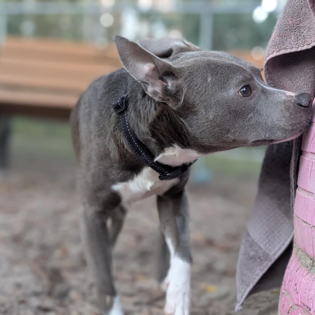 Enlarge Seanson 28271, a Adoptable mixed breed in Middleburg, FL image 2/5
