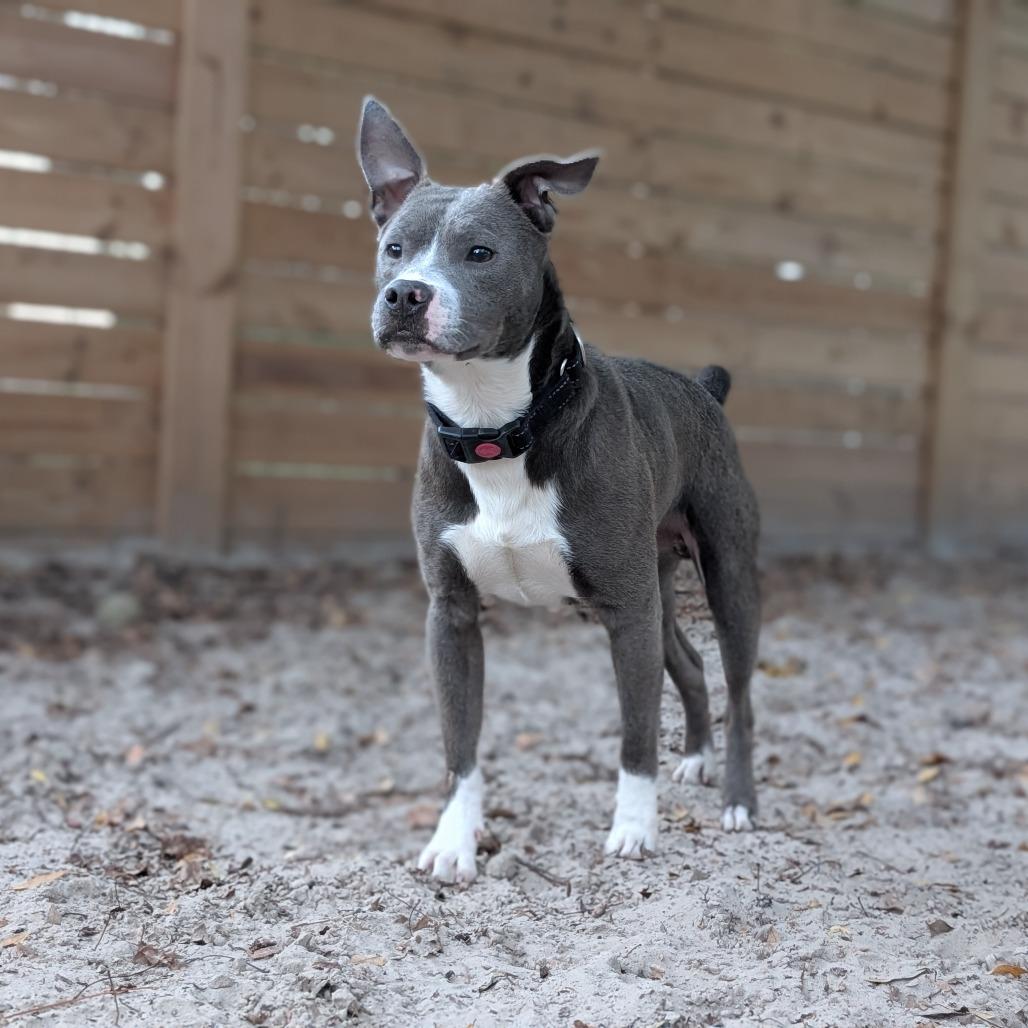 Enlarge Seanson 28271, a Adoptable mixed breed in Middleburg, FL image 3/5